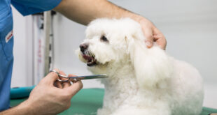 cosmetica canina Brasov